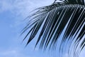 close-up dense leaves of coconut palm tree, swaying in wind, summer background, deciduous palm tree on blue sky with clouds, sea Royalty Free Stock Photo