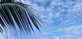 close-up dense leaves of coconut palm tree, swaying in wind, summer background, deciduous palm tree on blue sky with clouds, sea Royalty Free Stock Photo