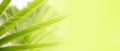 close-up dense leaves tropical leaf African Sabal fan palm tree panorama, transcendence tropical background, banner for travel Royalty Free Stock Photo