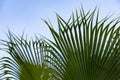 close-up dense leaves tropical leaf African Sabal fan palm tree swaying in wind, background deciduous palm tree on blue sky, Royalty Free Stock Photo