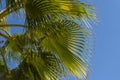close-up dense leaves tropical leaf African Sabal fan palm tree swaying in wind, summer background, deciduous palm tree on blue Royalty Free Stock Photo