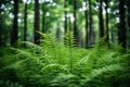 Densely growing green fern plant in wild forest