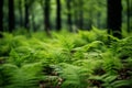 Densely growing green fern plant in wild forest Royalty Free Stock Photo