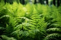 Densely growing green fern plant in wild forest Royalty Free Stock Photo