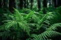 Densely growing green fern plant in wild forest