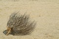 Close up of a desert bush on sandy ground