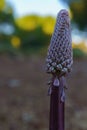 close-up of desert candle plant Ereremus silvestres Royalty Free Stock Photo