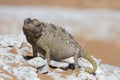 Close up of a desert chameleon