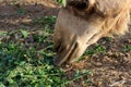 Close-up of a desert dromedary camel eating close up showing in Middle East in the United Arab Emirates with a look at the hairy