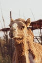 Close-up of a desert dromedary camel with staring expression in Middle East in the United Arab Emirates with a look at the hairy