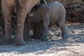 A Desert Elephant and her feeding calf in Namibia Royalty Free Stock Photo