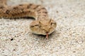 Close up The desert horned viper Royalty Free Stock Photo