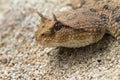 Close up The desert horned viper Royalty Free Stock Photo