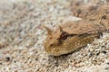 Close up The desert horned viper Royalty Free Stock Photo