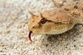 Close up The desert horned viper Royalty Free Stock Photo