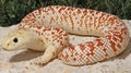 Desert Lizard with Orange and White Scales on Sandy Ground Royalty Free Stock Photo