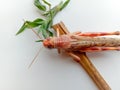 Close up of Desert Locust.Desert locust on White Background.Food Insect.With Selective Focus on Subject. Royalty Free Stock Photo