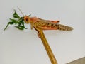 Close up of Desert Locust.Desert locust on White Background.Food Insect.With Selective Focus on Subject. Royalty Free Stock Photo