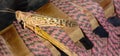 Close up of Desert Locust.Desert locust on White Background.Food Insect.With Selective Focus on Subject. Royalty Free Stock Photo