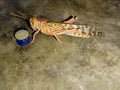 Close up of Desert Locust.Desert locust on White Background.Food Insect.With Selective Focus on Subject. Royalty Free Stock Photo