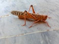 Close up of Desert Locust.Desert locust on White Background.Food Insect.With Selective Focus on Subject. Royalty Free Stock Photo