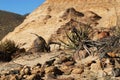 Arizona- Desert Plant Still Life Royalty Free Stock Photo