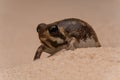 Close-up of a Desert Rain Frog camouflaged in sandy terrain Royalty Free Stock Photo