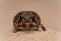 Close-up of a Desert Rain Frog camouflaged in sandy terrain Royalty Free Stock Photo