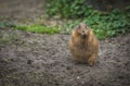 Close up of desert rat eating looking surprised in the camera Royalty Free Stock Photo