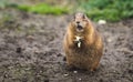 Close up of desert rat eating looking surprised in the camera Royalty Free Stock Photo