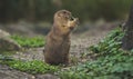 Close up of desert rat eating looking surprised in the camera Royalty Free Stock Photo