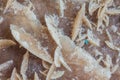 Close up of Desert rose Royalty Free Stock Photo