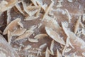 Close up of Desert rose Royalty Free Stock Photo