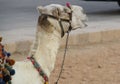 close-up of desert ship - camel