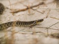 Close-up of Desert Snake in the Wild Nature Royalty Free Stock Photo