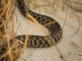 Close-up of Desert Snake in the Wild Nature Royalty Free Stock Photo