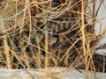 Close-up of Desert Snake in the Wild Nature Royalty Free Stock Photo