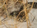 Close-up of Desert Snake in the Wild Nature Royalty Free Stock Photo