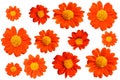 Close up, Design collection set orange a zinnia flower blossom blooming isolated on white background