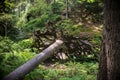 Close up on destroyed tree in the forest