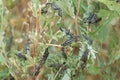 Close-up of destructive beetles eating and destroying leaves. A garden pest