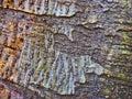 An Abstract Bark Pattern From an Old Tree