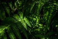 Close up detail abstract of fern in shadows Royalty Free Stock Photo