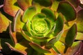 Aeonium green and brown plant close up