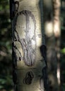 Close up detail of aspen tree trunk with bark and knots. Royalty Free Stock Photo