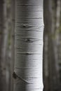 Close up detail of aspen tree trunk with white bark and knots Colorado