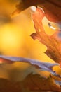 Close up detail autumn leaves with golden sunlight. Forest textures seasonal beauty. Brown maple leaf. Royalty Free Stock Photo