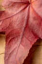 Close-up detail of an autumnal red tree leaf, over other brown leaves, Royalty Free Stock Photo