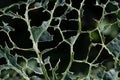 Close up, detail and background of a green cabbage leaf that has been eaten by pests. The skeleton is left with some fragments of