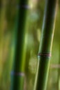 Close Up Detail of Bamboo Shoot Royalty Free Stock Photo